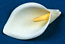 Calla Lily Flower - Large 50 pcs