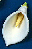 Calla Lily Flower - X-Large 18 pcs