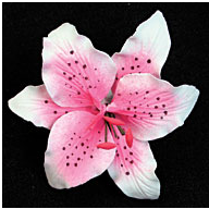 Pink Rubrum Single - Mini 72 pieces