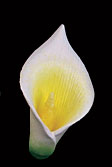 Calla Lily - Large - Yellow/Green 32 pcs