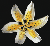 Stargazer Lily Mini - Yellow 72 pcs