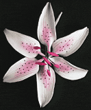 Stargazer Lily Flower - Pink 32 pcs