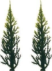 Evergreen (Variegated) Tree - 3 - 12 Count or 144 Count