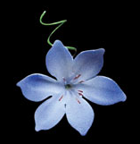 Agapanthus Flower - Blue 18 pieces
