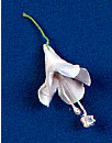 Bell Flower - Small - White With Stem 48 ct