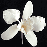Cattleya Single - Small White 50 pieces