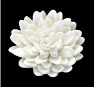Chrysanthemum - Large - White Only - 18ct