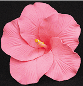 Hibiscus Flower - Large Pink - 9ct
