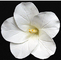 Hibiscus Flower - Large White - 9ct
