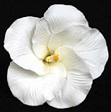 Hibiscus Flower - Medium White - 16ct