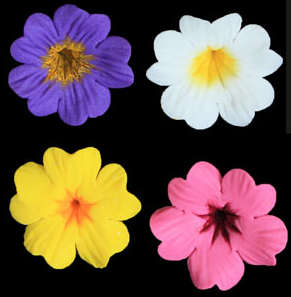 Primula Flower - assorted Color Primroses 110 ct