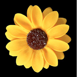 Sunflower Single -  50ct